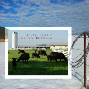 Cartão Postal Grazing Angus Cattle, Eisenhower Fazenda, Gettysbu
