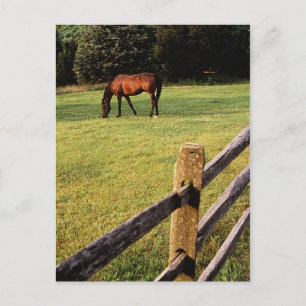 Cartão Postal Grazing Bay