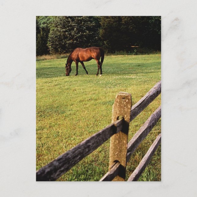 Cartão Postal Grazing Bay (Frente)