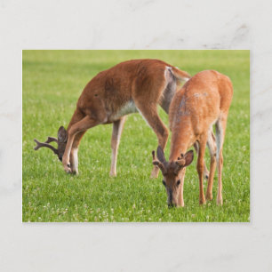 Cartão Postal Grazing Bucks