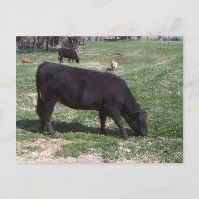 Cartão Postal Grazing em maio (Frente)