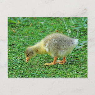 Cartão Postal Grazing Gosling. Lago Roath Park, Cardiff, Gales.