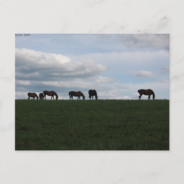 Cartão Postal Grazing na colina (Frente)