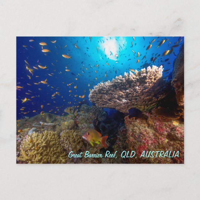 Cartão Postal Great Barrier Reef Postcard (Frente)