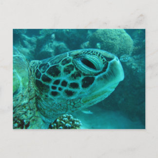 Cartão Postal Great Barrier Reef Turtle