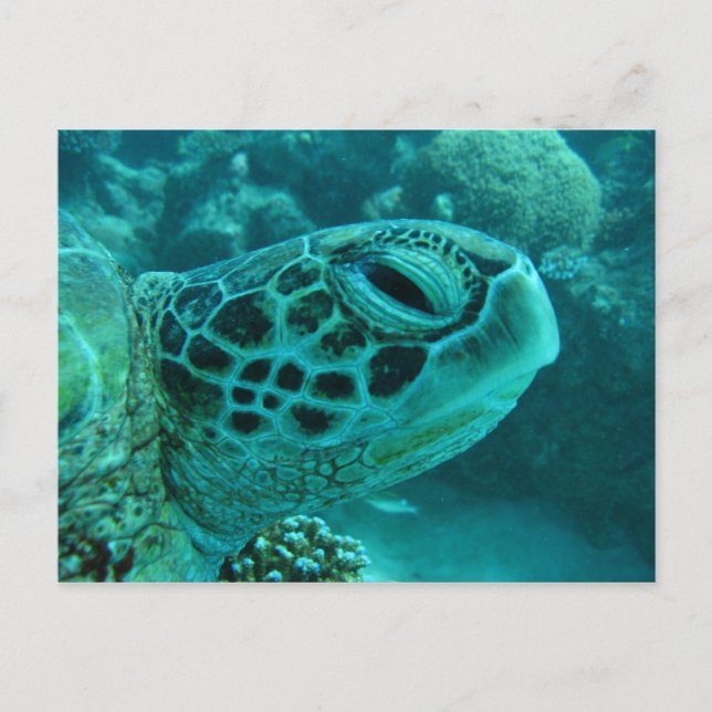 Cartão Postal Great Barrier Reef  Turtle (Frente)