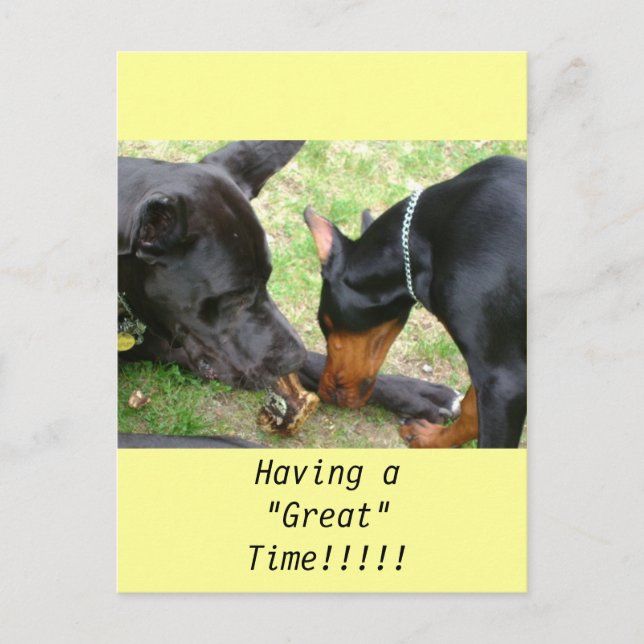 Cartão Postal Great Dane e Doberman Postam Card (Frente)
