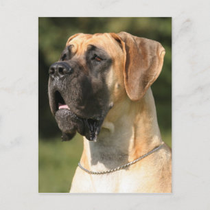 Cartão Postal Great Dane - Fawn / Deutsche Dogge - gelb