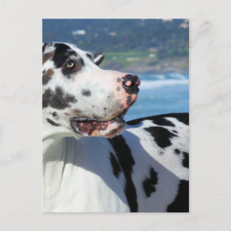 Cartão Postal Great Dane - Harlequin - Bogey