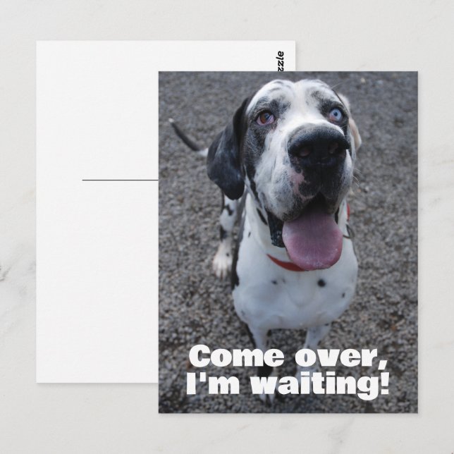 Cartão Postal Great Dane waiting for you  (Frente/Verso)
