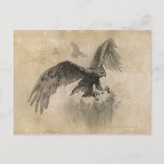 Cartão Postal Great Eagles Sketch (Frente)