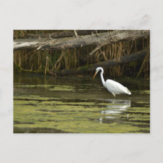 Cartão Postal Great Egret bird in the water