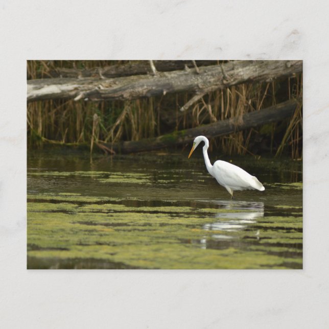 Cartão Postal Great Egret bird in the water (Frente)