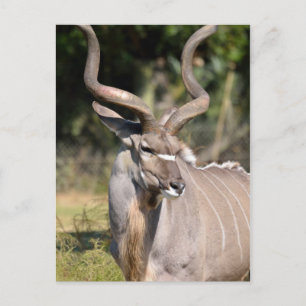 Cartão Postal Greater Kudu
