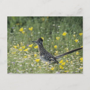 Cartão Postal Greater Roadrunner, Geococcyx californianus,