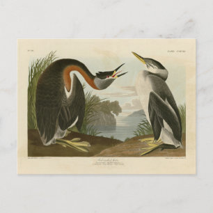 Cartão Postal Grebe de pescoço vermelho das Aves da América de A