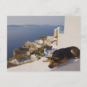 Cartão Postal Grécia, Ilha de Santorini, Oia City, cão dormind