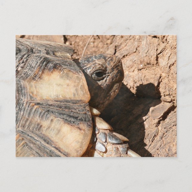 Cartão Postal Greek Land Turtle / Tortoise (Frente)