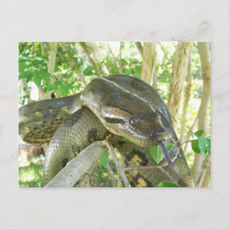 Cartão Postal Green Anaconda