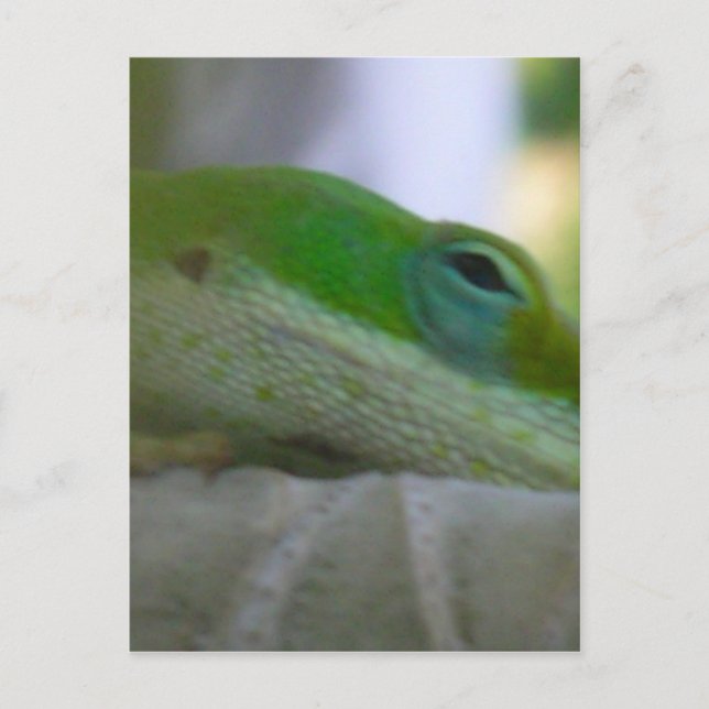 Cartão Postal Green Anole Lizard (Frente)