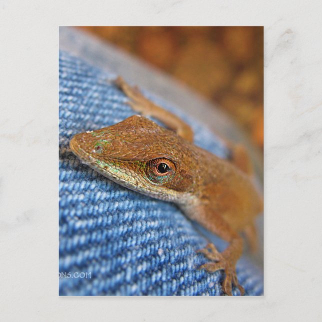 Cartão Postal Green Anole Lizard (Frente)