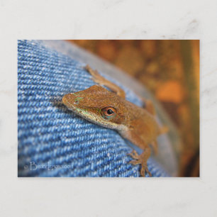 Cartão Postal Green Anole Lizard