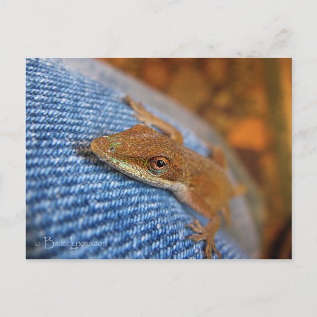 Cartão Postal Green Anole Lizard (Frente)