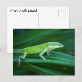Cartão Postal Green Anole Lizard