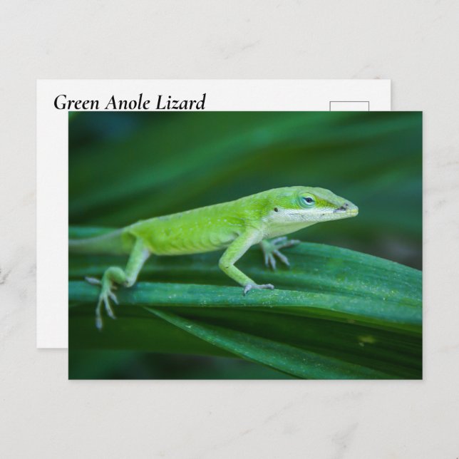 Cartão Postal Green Anole Lizard (Frente/Verso)