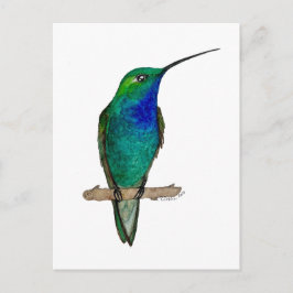Cartão Postal Green-backed Hillstar Hummingbird