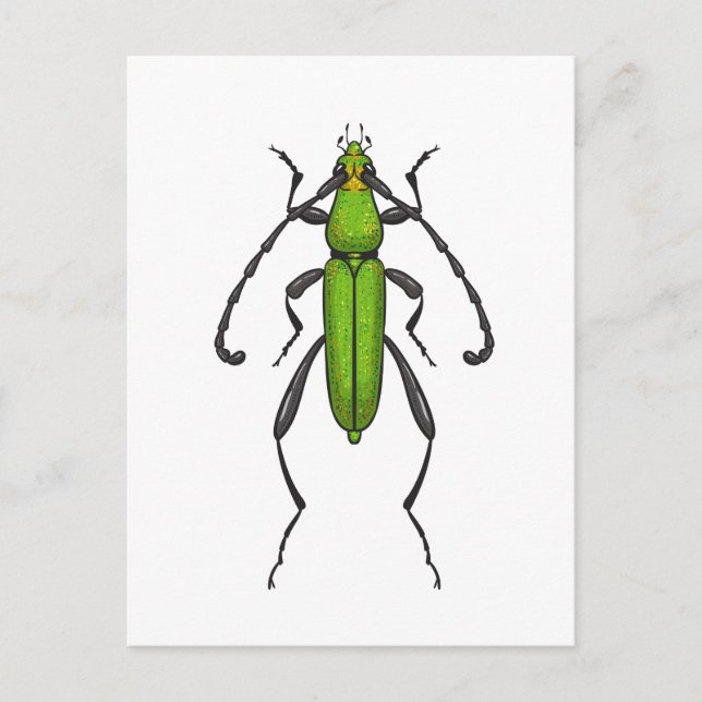 Cartão Postal Green beetle (Frente)