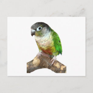 Cartão Postal Green Cheek Conure