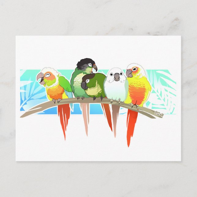 Cartão Postal Green Cheek Conures (Frente)