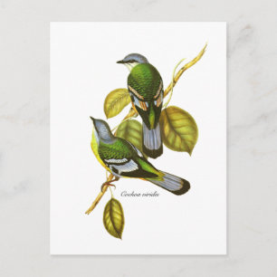 Cartão Postal Green Cochoa