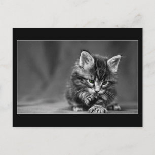 Cartão Postal Green Eyed Kitten