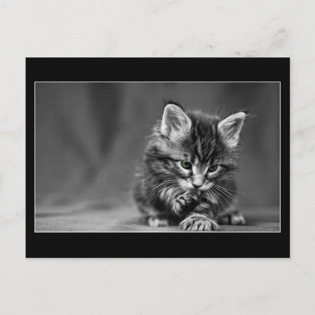 Cartão Postal Green Eyed Kitten (Frente)