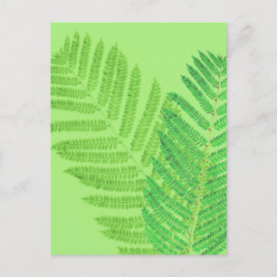 Cartão Postal Green Fern