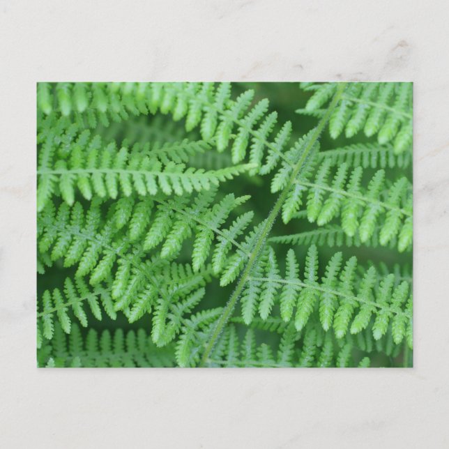 Cartão Postal Green Ferns Nature (Frente)