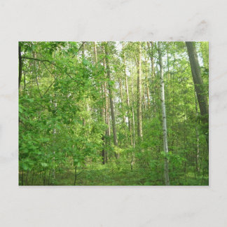 Cartão Postal Green Forrest