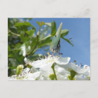 Cartão postal Green Hairstreak Butterfly DIY