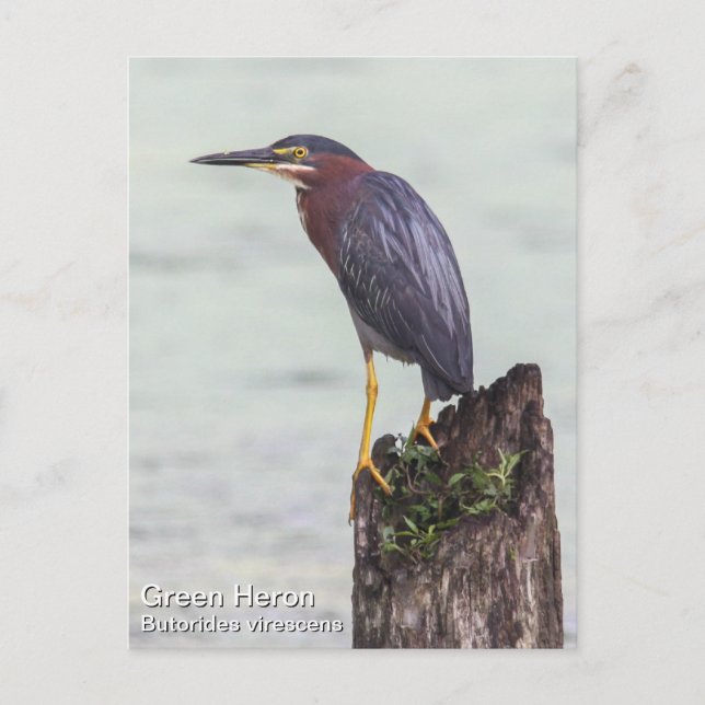 Cartão Postal Green Heron (Frente)