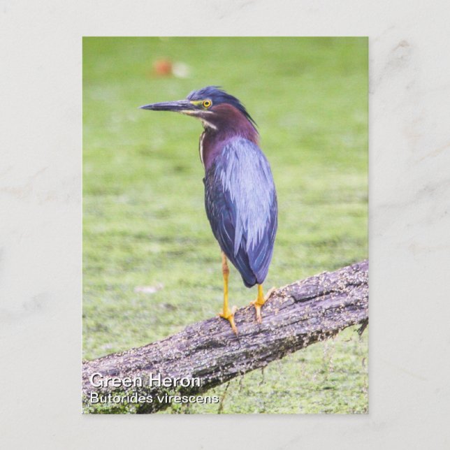 Cartão Postal Green Heron (Frente)
