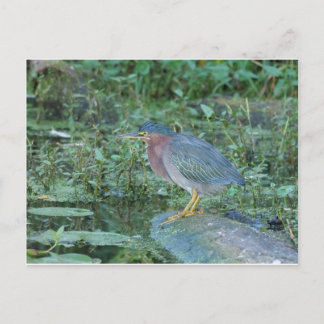 Cartão Postal Green Heron