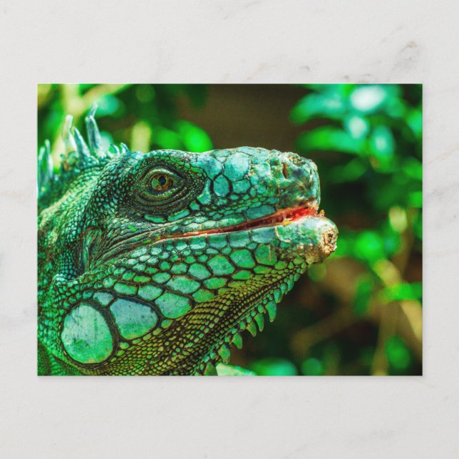 Cartão Postal Green Iguana (Frente)