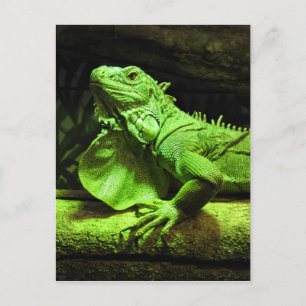 Cartão Postal Green Iguana