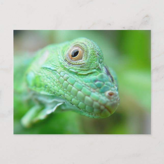 Cartão Postal Green Iguana Lizard Reptile No Leaf Postcard (Frente)