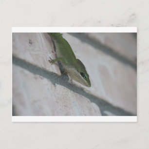 Cartão Postal Green Lizard
