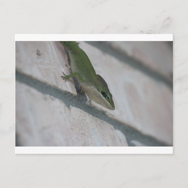 Cartão Postal Green Lizard (Frente)