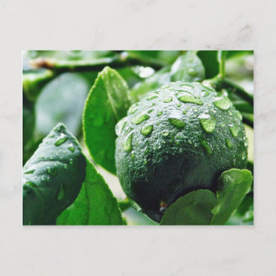 Cartão Postal Green Meyer Lemon