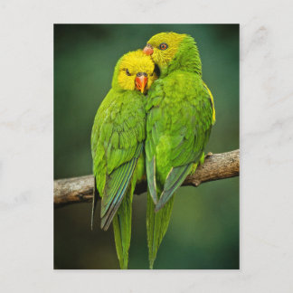 Cartão Postal Green Parrots ama aves fotografia